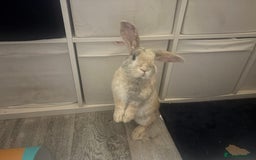 Mini Lop rabbits for sale: Reggie mini lop male 2 years old almost  - Image 2