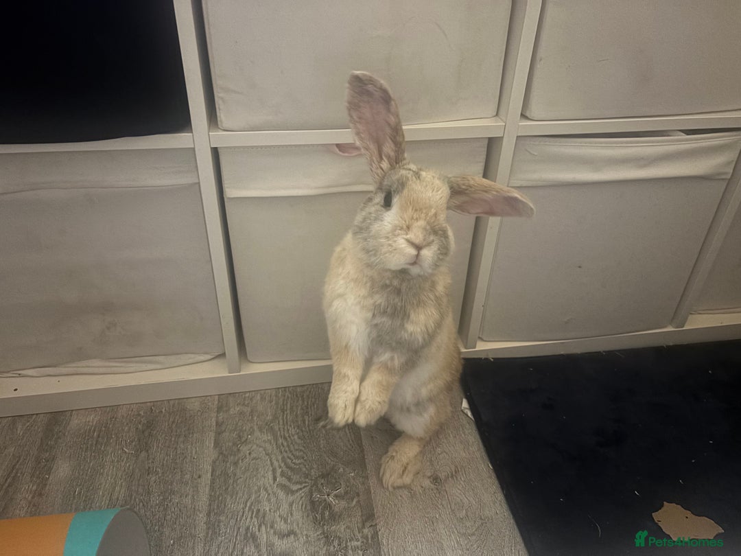 Mini Lop rabbits for sale: Reggie mini lop male 2 years old almost  - Image 2
