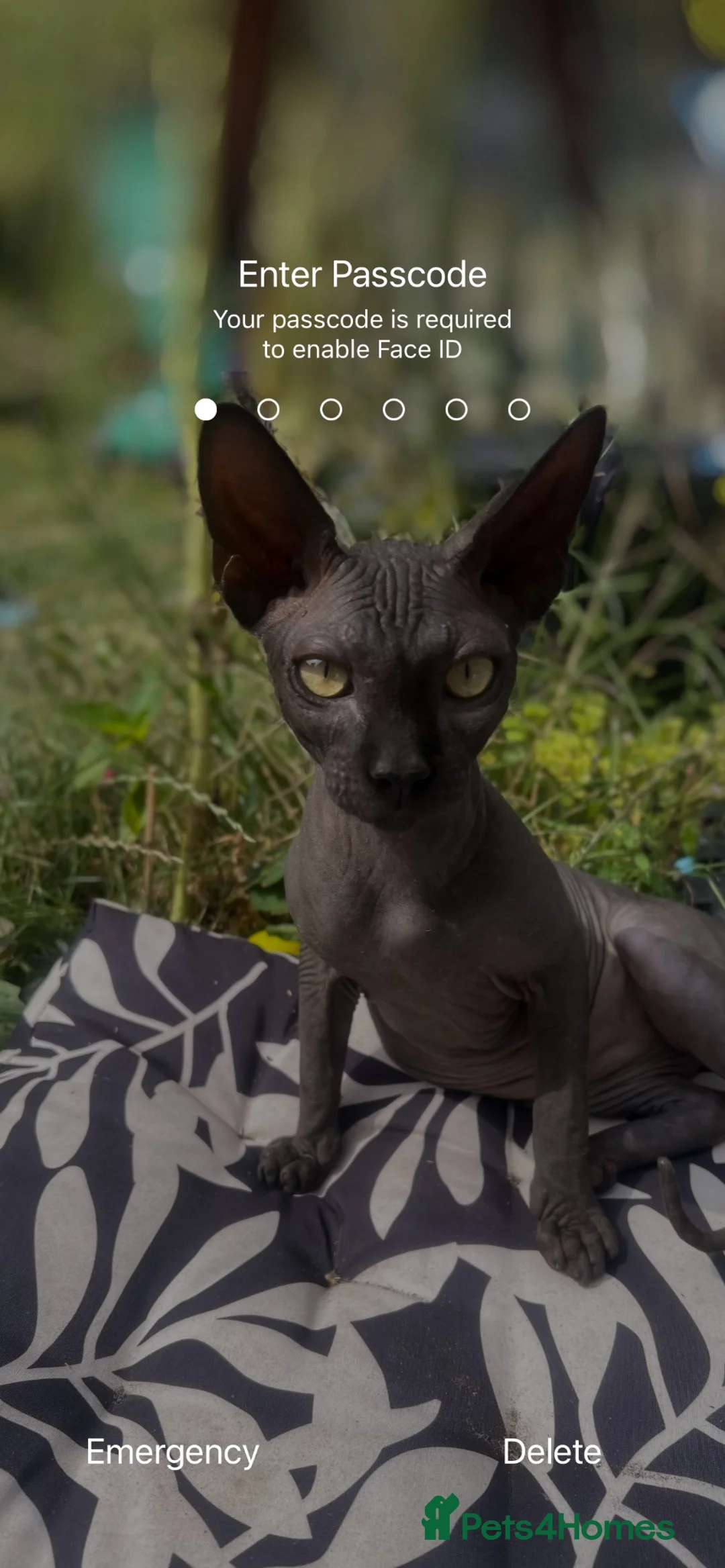 Sphynx cats for sale: Two beautiful Sphynx boys  in Liverpool - Advert 5