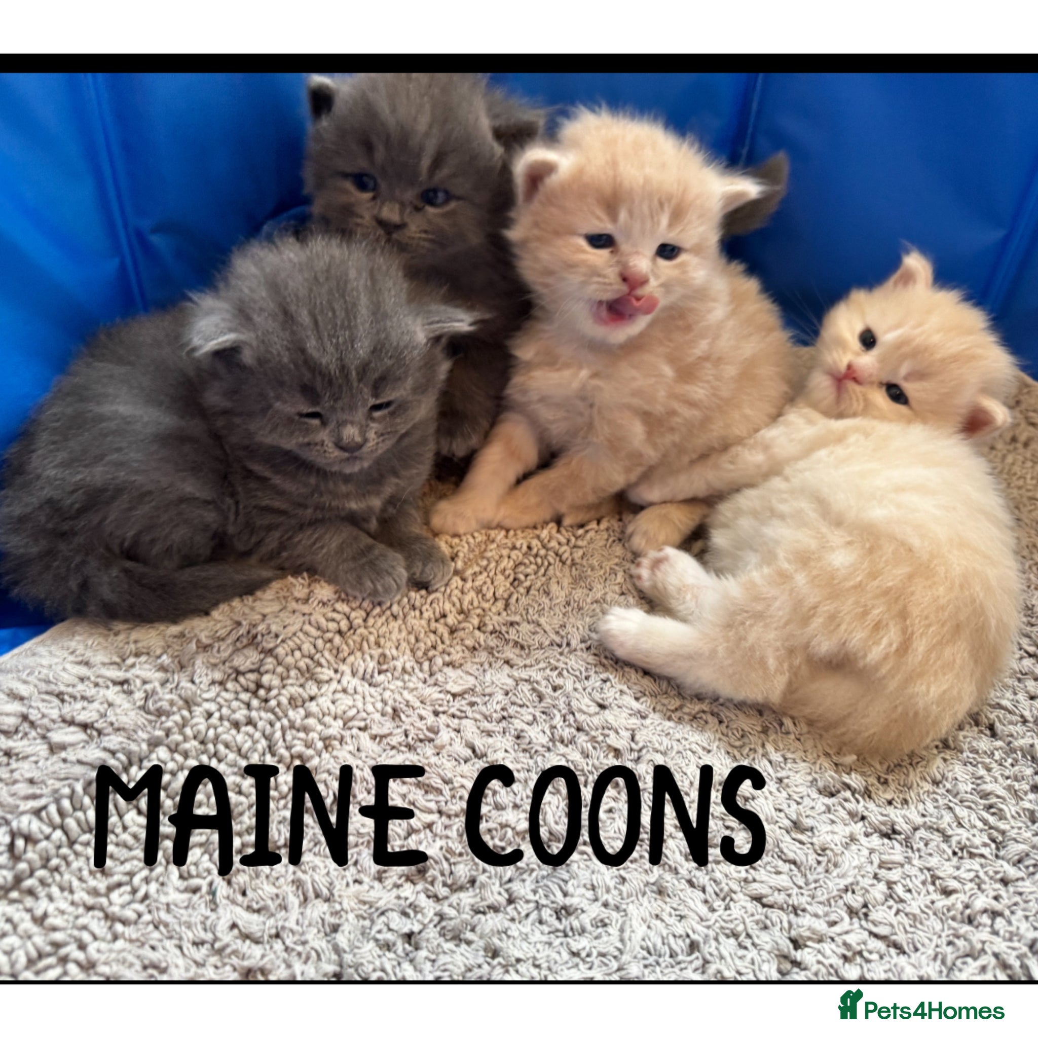 Maine Coon cats MAGICAL MAINE COON KITTENS - Advert 3