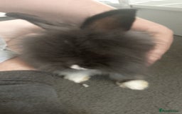 Lionhead rabbits for sale: Lionhead Rabbit - Image 1