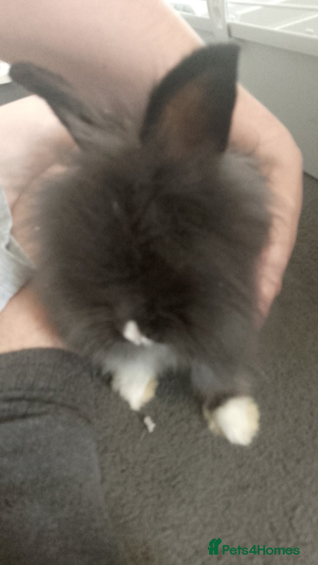 Lionhead rabbits for sale: Lionhead Rabbit - Image 1
