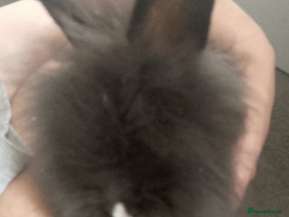 Lionhead rabbits - Advert 15