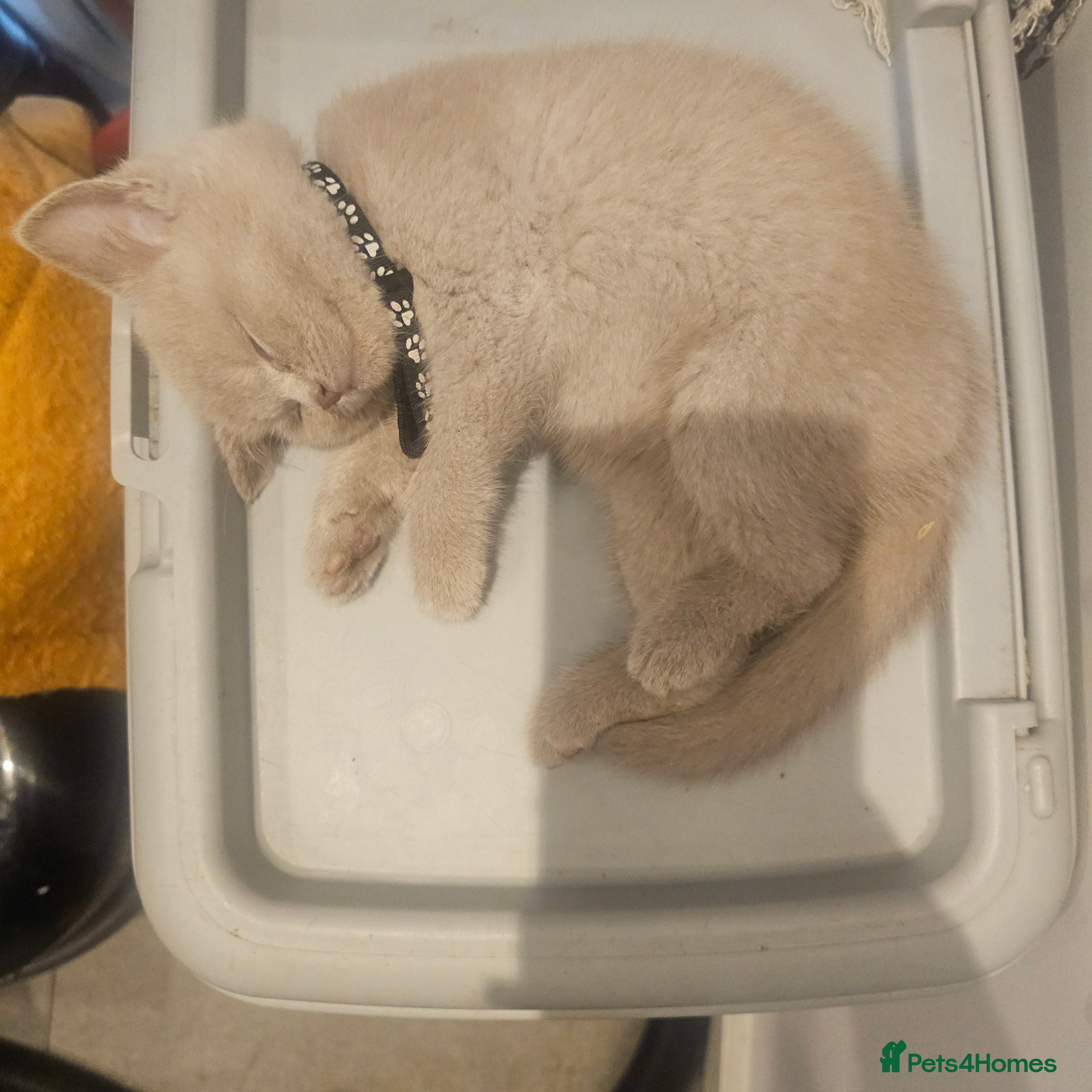 British Shorthair cats Ready to leave Chuncky breed GCCF Lilac BH - Advert 2