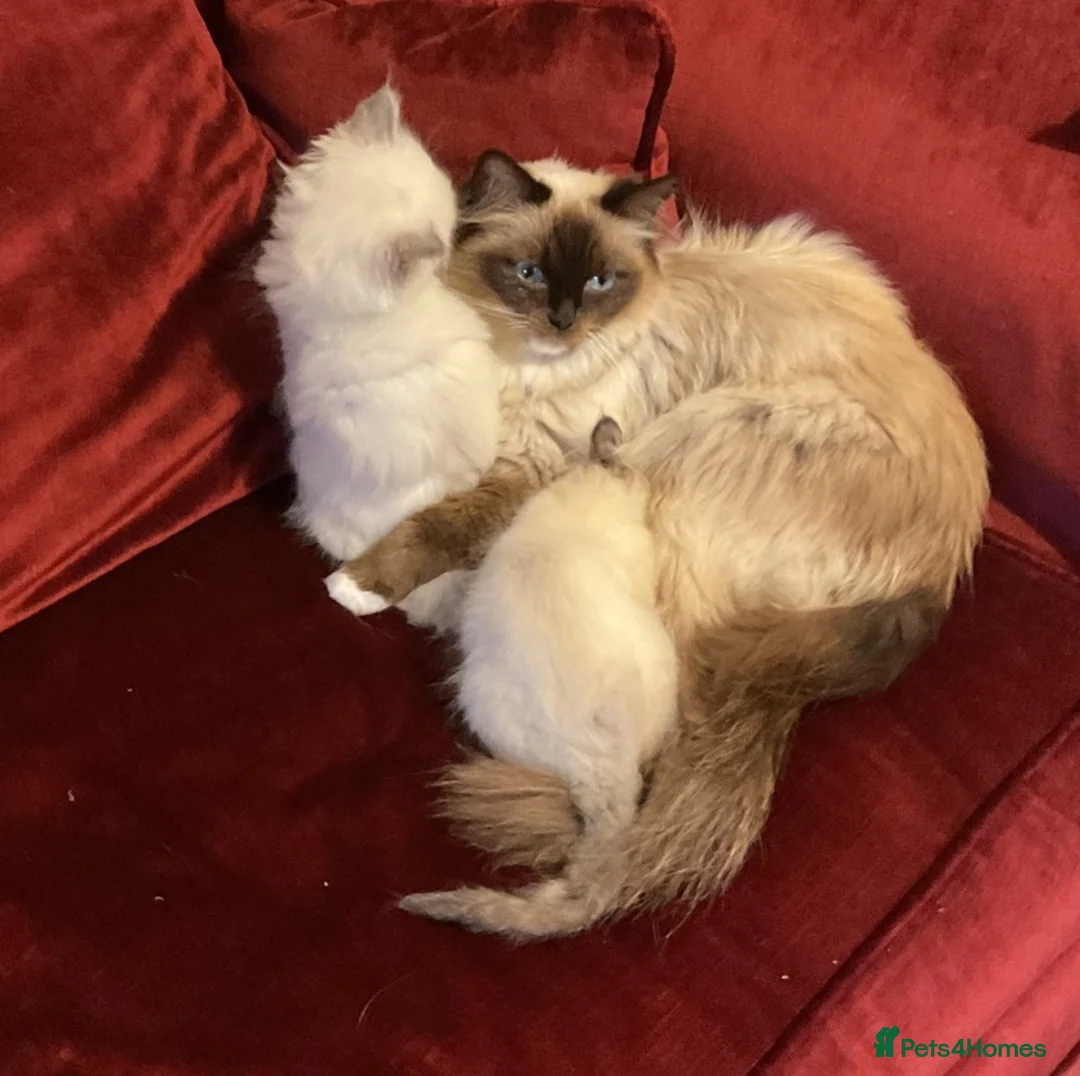 Ragdoll cats for sale: GCCF Registered purebred Ragdoll kittens - Advert 8