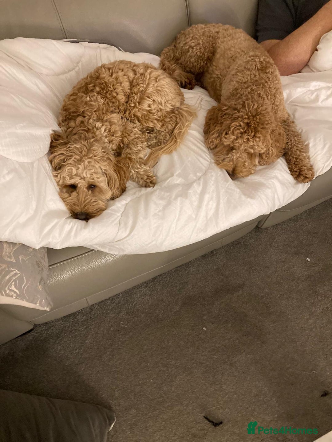 Cockapoo dogs for sale: Cockapoo F1 - Advert 8