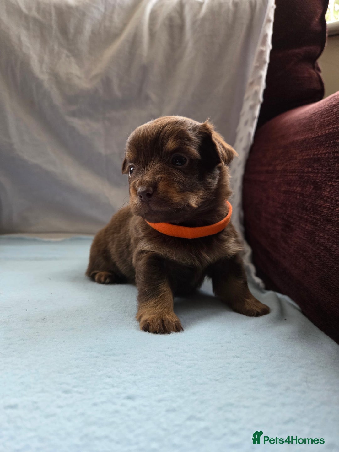 Mixed Breed dogs for sale: Beautiful Jack Russell x Chihuahua Puppies  - Image 10
