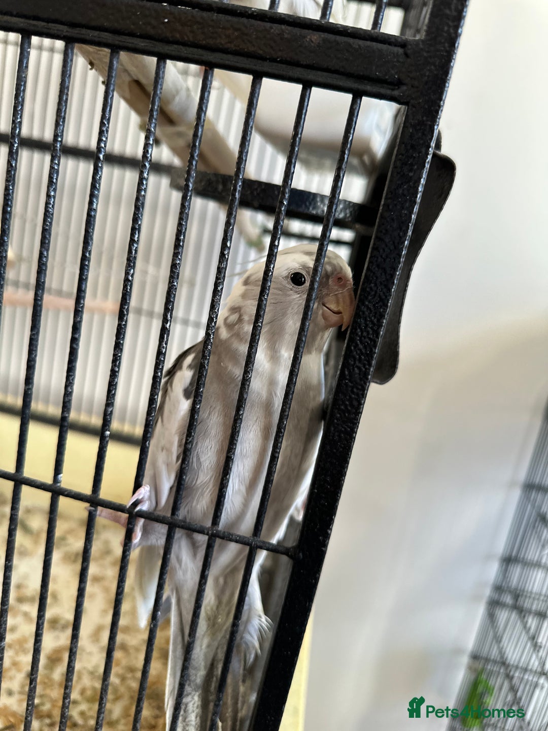 Cockatiels birds for sale: A pair of cockatiels - Image 5