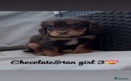 Cocker Spaniel dogs for sale: Cocker spaniel puppies for sale - Image 21