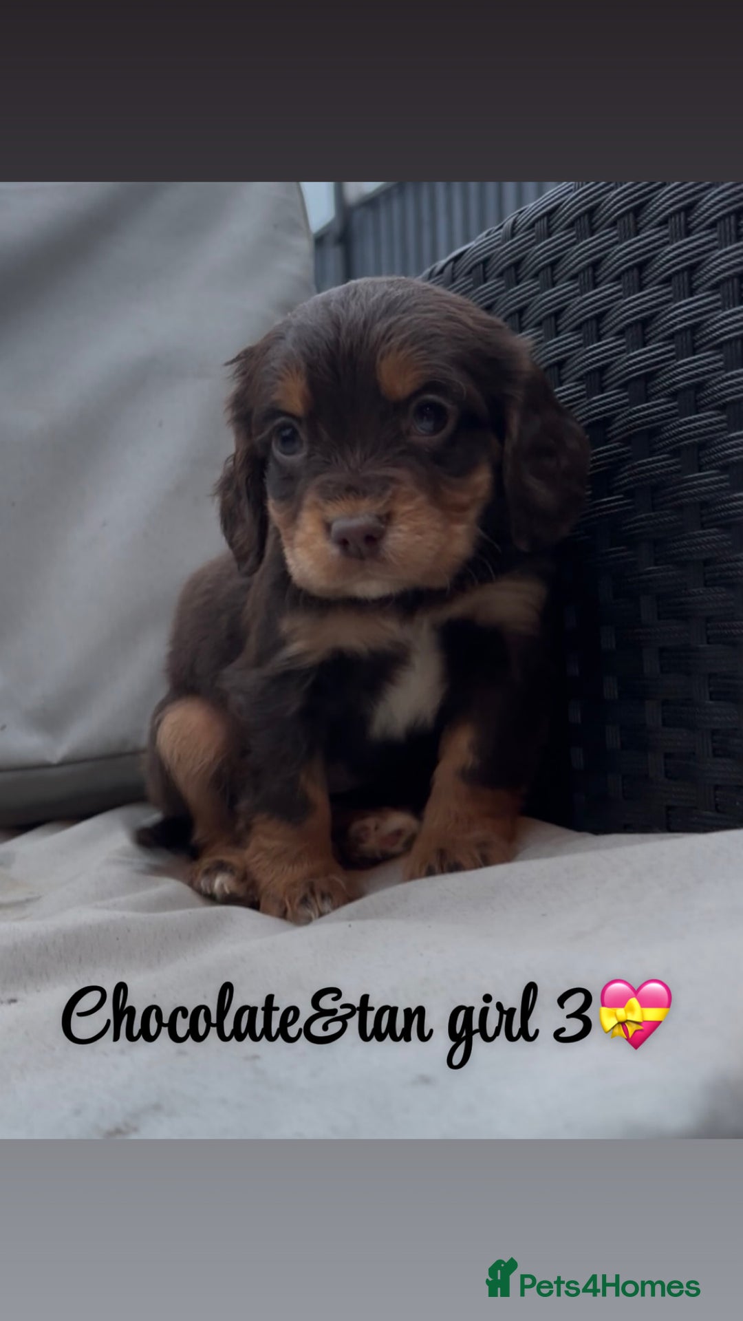 Cocker Spaniel dogs for sale: Cocker spaniel puppies for sale - Image 21