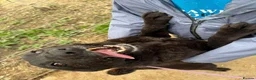 Mixed Breed dogs for adoption: Meet Becca, currently residing in Surrey in Farnborough - Advert 12