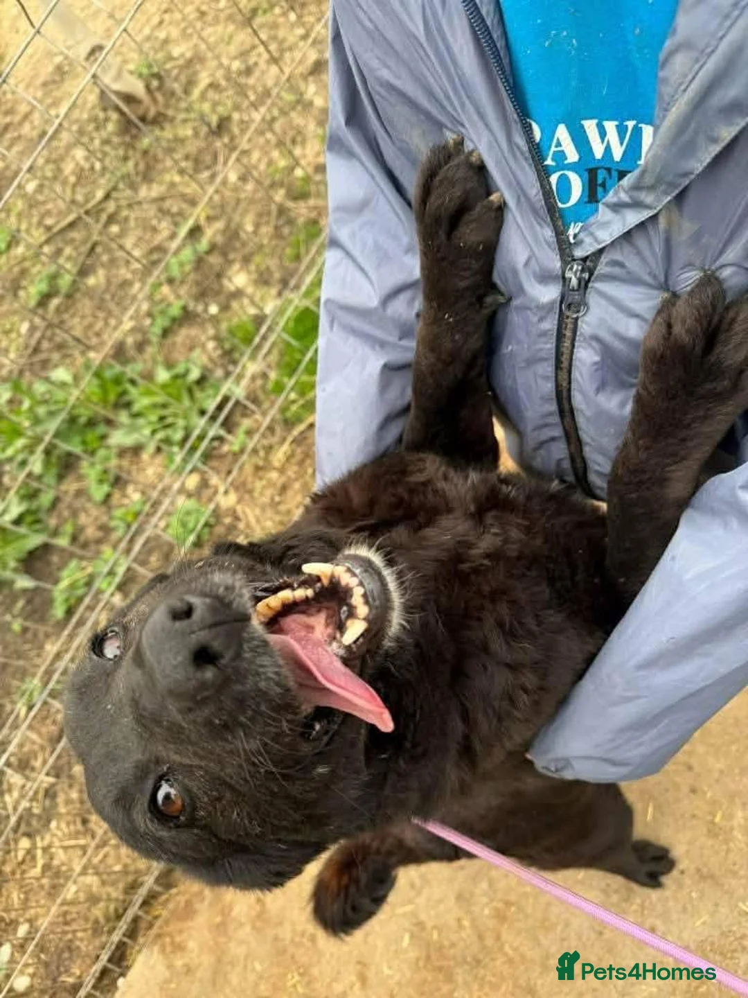 Mixed Breed dogs for adoption: Meet Becca, currently residing in Surrey in Farnborough - Advert 12