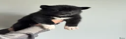 Siberian Husky dogs for sale: Carefully-raised northern breed companions - Advert 28