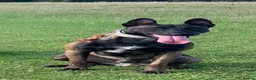 Belgian Shepherd Dog dogs for stud: ‼️Belgium Malinois for Stud‼️ in Harrow - Advert 2