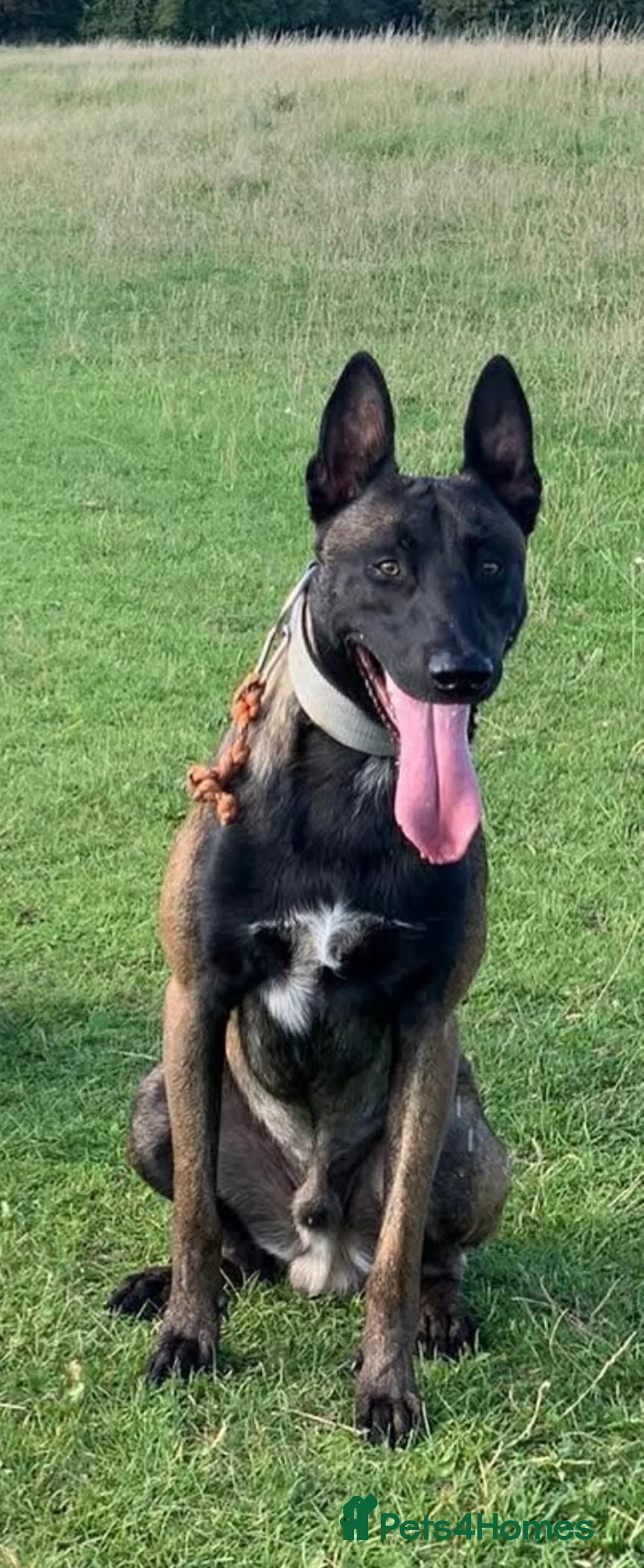 Belgian Shepherd Dog dogs for stud: ‼️Belgium Malinois for Stud‼️ in Harrow - Advert 2