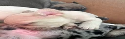 French Bulldog dogs for sale: Beautiful litter of 8 - Advert 4