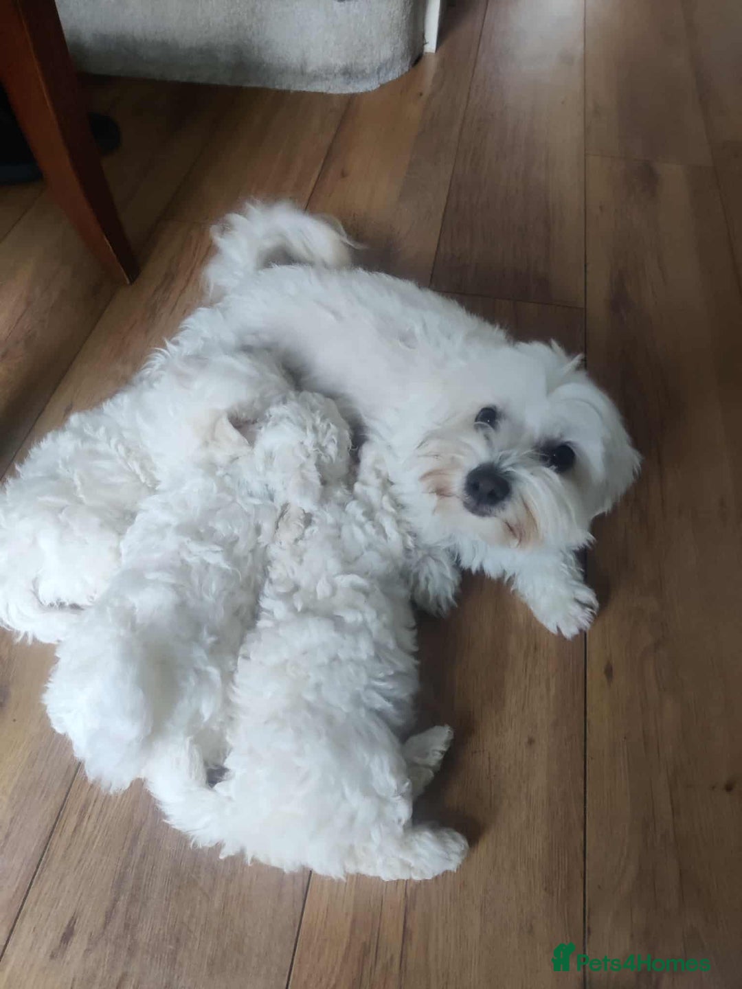 Maltese dogs for sale: Ready to go ! Gorgeous Maltese girls for salee - Image 10
