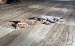 British Shorthair cats for sale: ✨Beautiful British Shorthair Kittens Ready now✨ - Image 2
