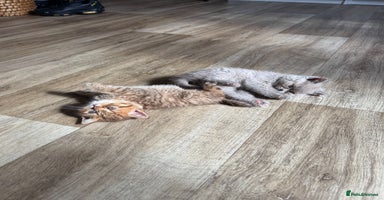 British Shorthair cats - Advert 11