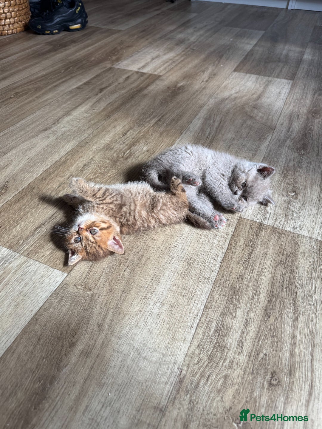 British Shorthair cats for sale: ✨Beautiful British Shorthair Kittens Ready now✨ - Image 2
