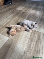 British Shorthair cats - Advert 15