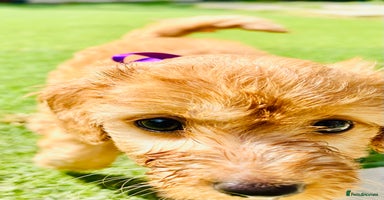 Labradoodle dogs in Milton Keynes - Advert 2