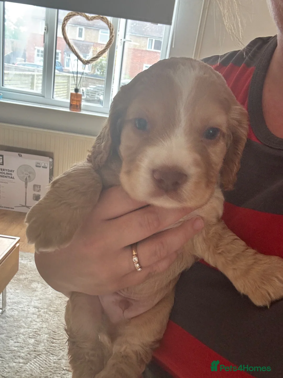 Cocker Spaniel dogs for sale: Chucky Spaniel Pups  - Advert 2