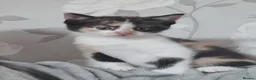 Mixed Breed cats for sale: Kittens ready to look for homes  - Advert 2