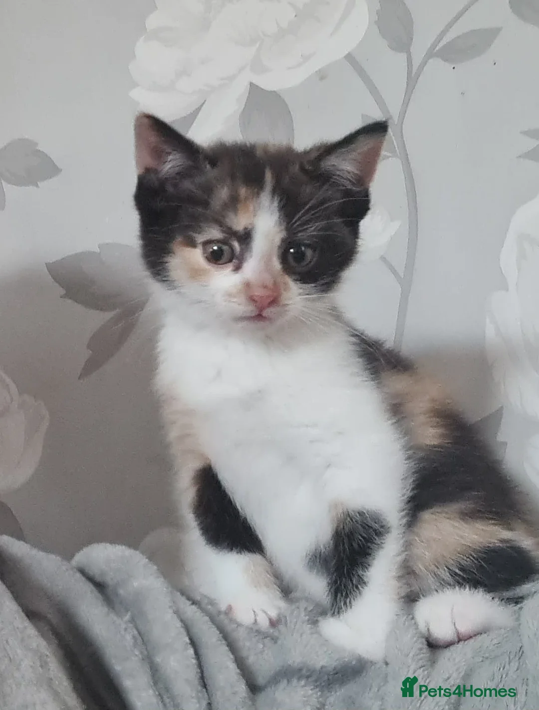 Mixed Breed cats for sale: Kittens ready to look for homes  - Advert 2
