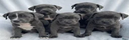 Cane Corso dogs for sale: Outstanding cane corso pups 🐶  - Advert 2