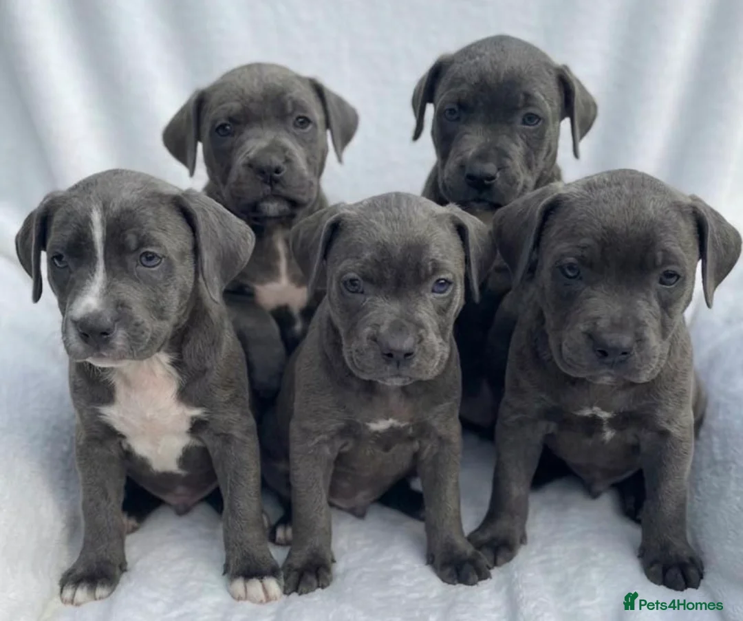 Cane Corso dogs for sale: Outstanding cane corso pups 🐶  - Advert 2