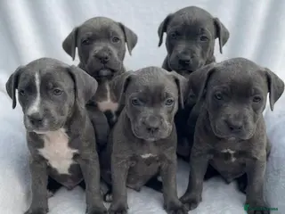 Cane Corso dogs Outstanding cane corso pups 🐶 - Advert 2