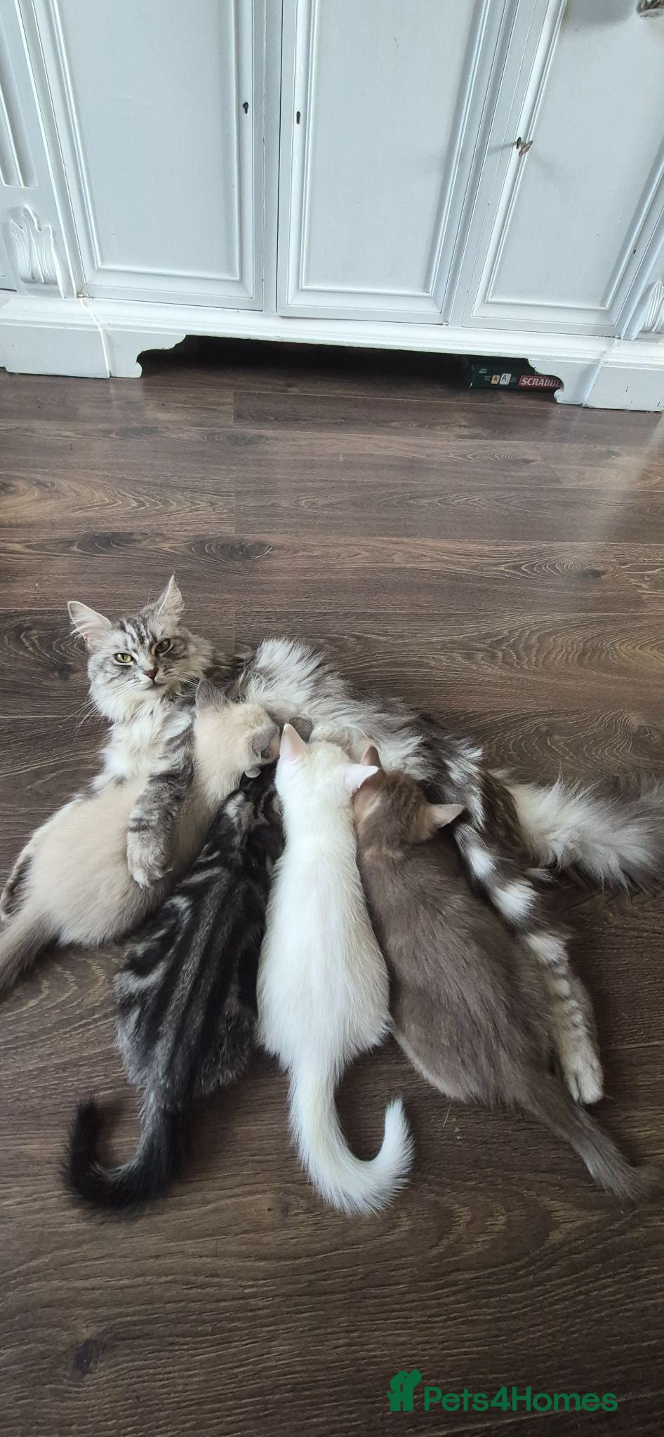 British Shorthair cats NORWEGIAN FOREST CAT X BRITISH SHORTHAIR KITTENS  - Advert 4