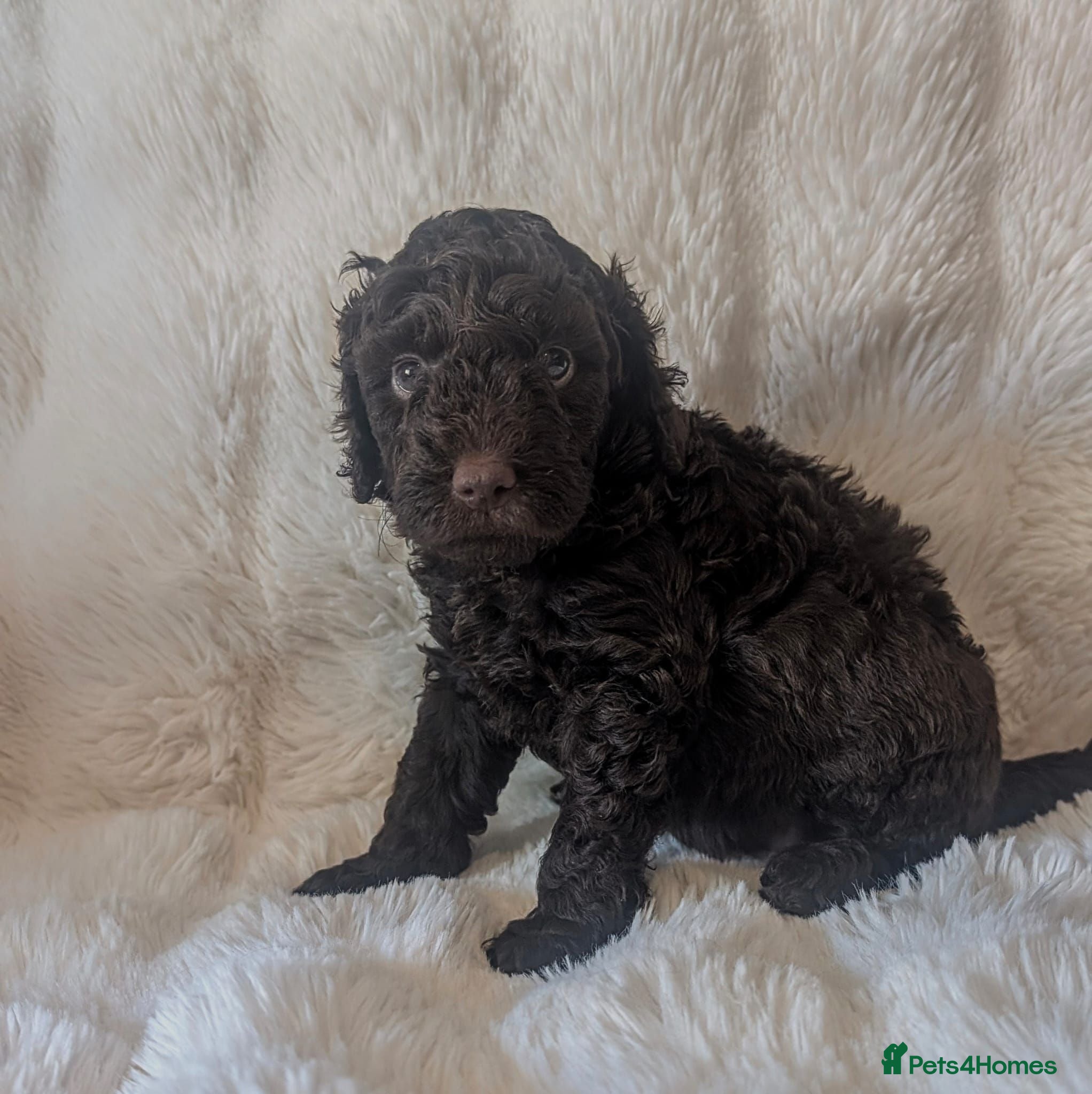 Cavapoo dogs RARE CHOCOLATE CÀVAPOOs - Advert 2