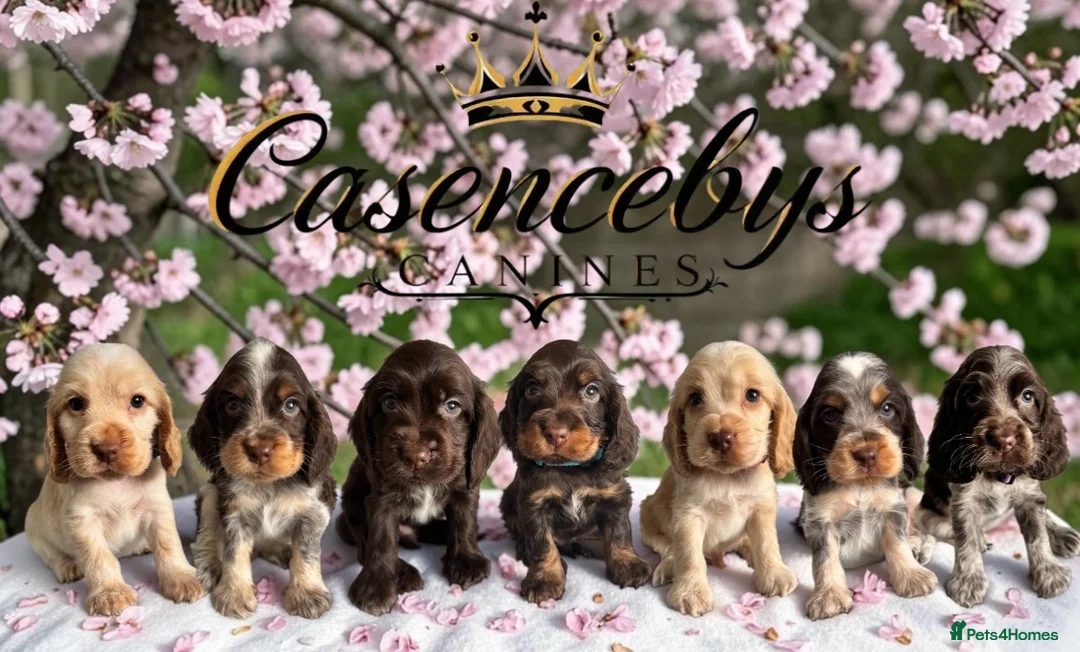 Cocker Spaniel dogs for sale: ❤️WAITING LIST BACK OPEN❤️ - Advert 2