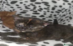 British Shorthair cats for sale: 4 beautiful mixed colour - Image 19