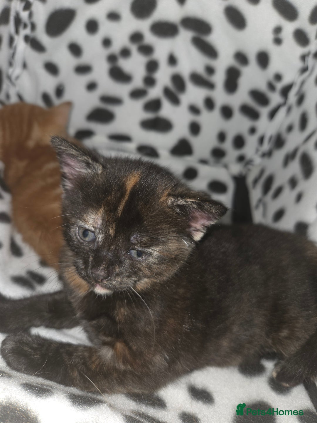 British Shorthair cats for sale: 4 beautiful mixed colour - Image 19