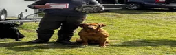 Labrador Retriever dogs for sale: KC Fully Health Tested Labrador Puppies  - Advert 10