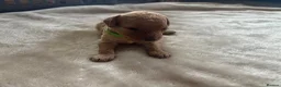 Miniature Poodle dogs for sale: Exquisite KC Registered miniature Poodles  - Advert 18