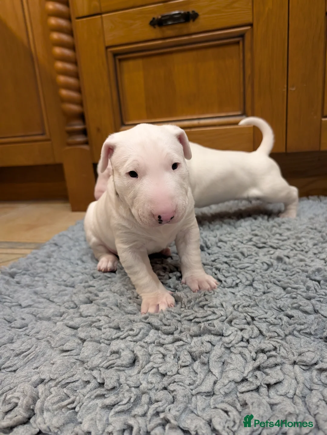 English Bull Terrier dogs for sale: English bull terrier pups - Advert 15