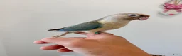 Conures birds for sale: HAND REARED TAME BABY CONURES  - Advert 6