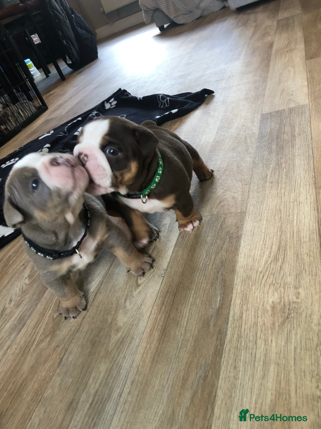 English Bulldog dogs for sale: Stunning English bulldogs - Image 9
