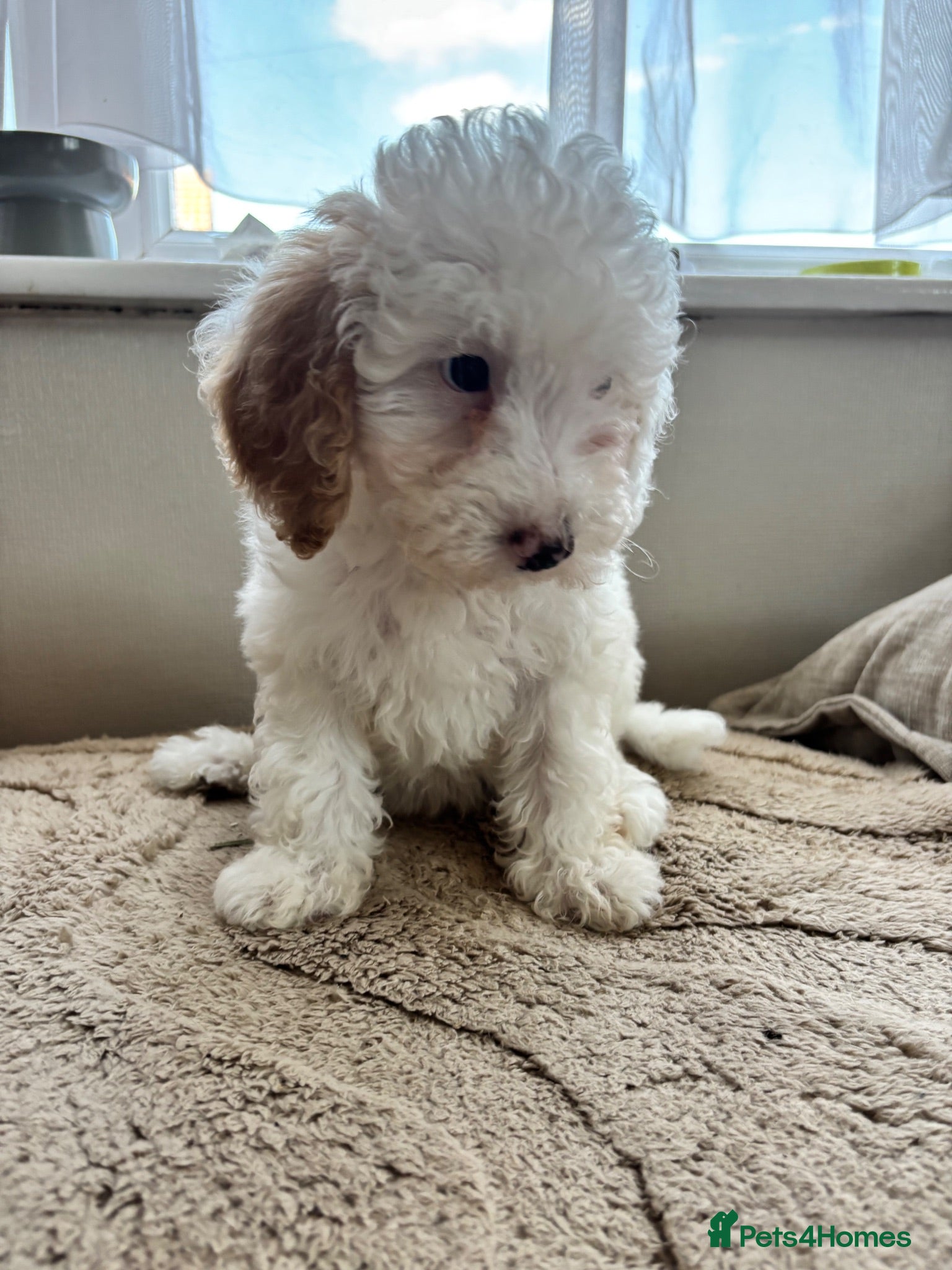 Cavapoo dogs Just 1 Cavapoo pup from health tested parents - Advert 2