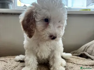 Cavapoo dogs Just 1 Cavapoo pup from health tested parents - Advert 2