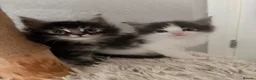 Maine Coon cats for sale: Three beautiful maine coon kittens available  - Advert 1