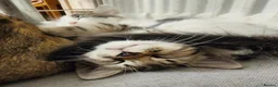 Mixed Breed cats for sale: Two gorgeous boys - Advert 4