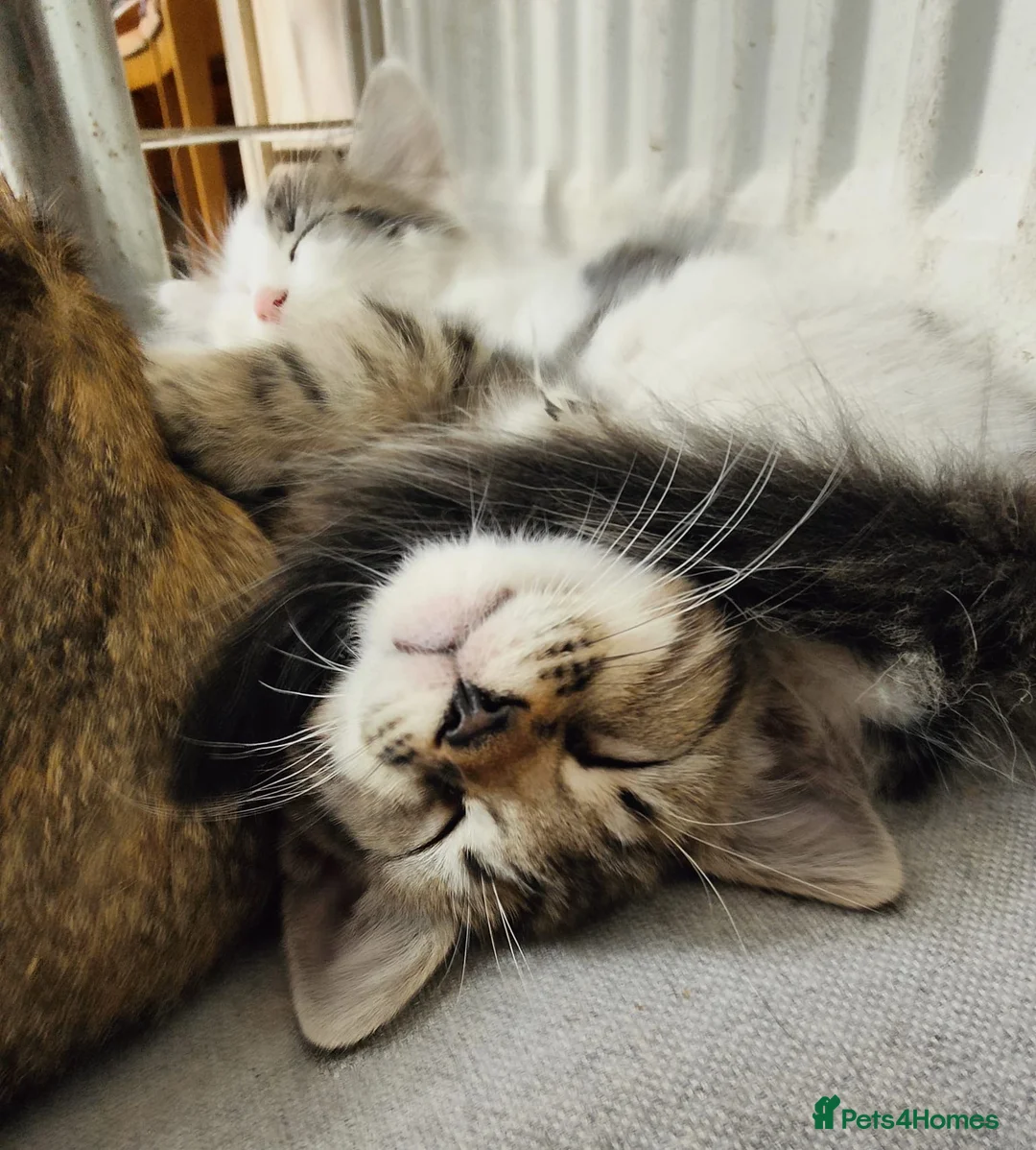 Mixed Breed cats for sale: Two gorgeous boys - Advert 4