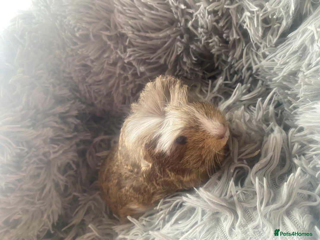 Guinea Pig rodents for sale: Guinea pigs  - Image 2