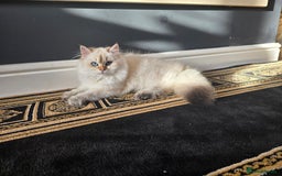 British Longhair cats for sale: Stunning Colour Point Girl - Advert 9