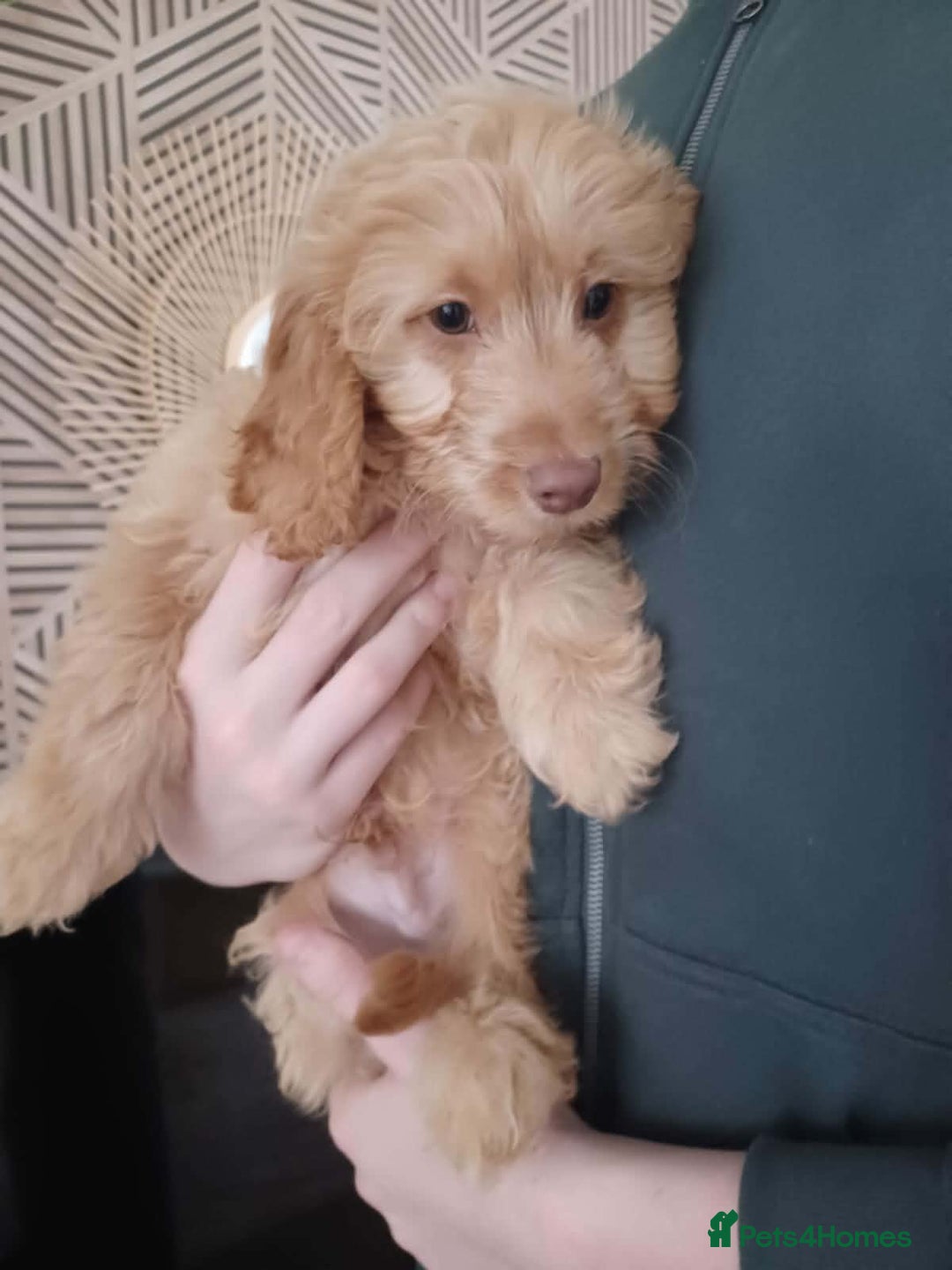 Cavapoo dogs for sale: One male Cavapoo - Advert 3